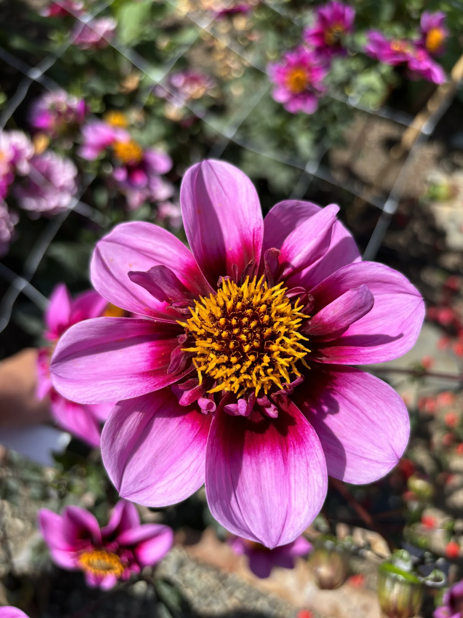 Dahlia : Bee Happy — ciderpress lane